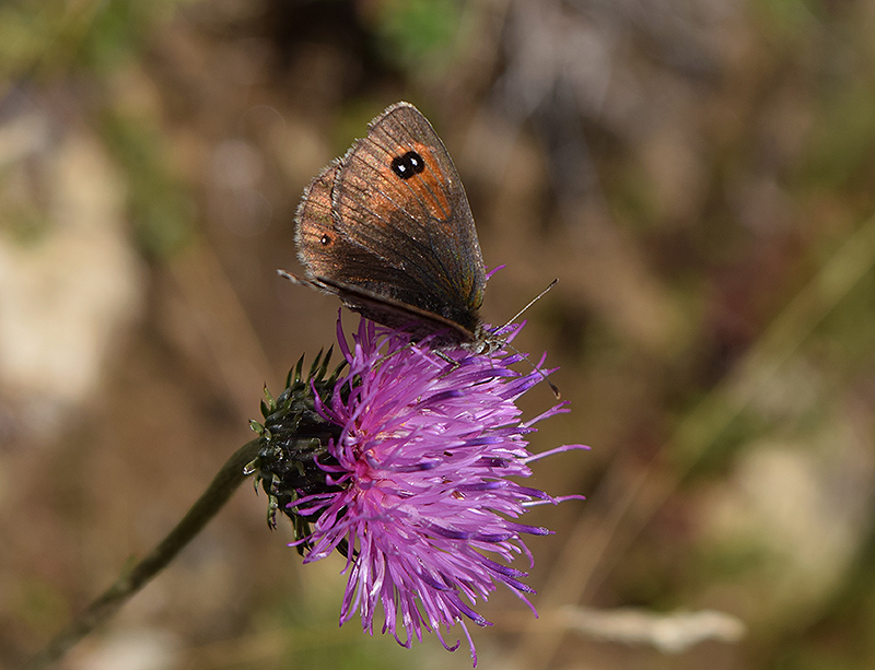 Nymphalidae: Erebia nivalis o tyntarus?... Erebia cassioides